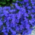 Lobelia ampelous sapphire: fotografija i opis